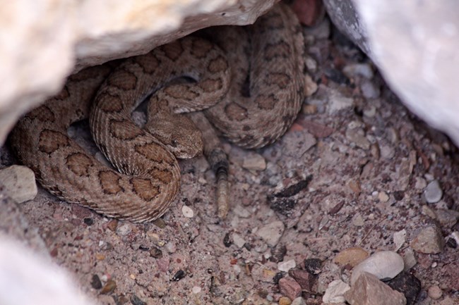 A small rattlesnake curled up, resting under a small rocky alcove in the shade.