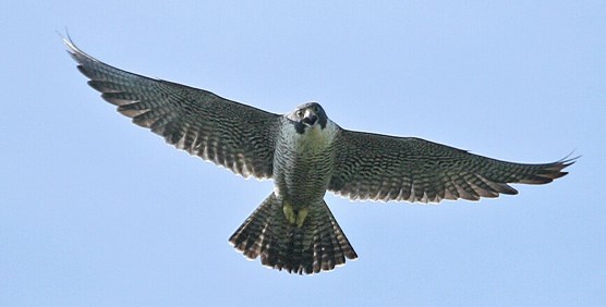 Peregrine falcon