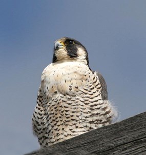 Peregrine falcon