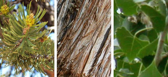 Some trees at Dinosaur NM; pinyon pine needles, Utah juniper bark, Fremont cottonwood leaves.