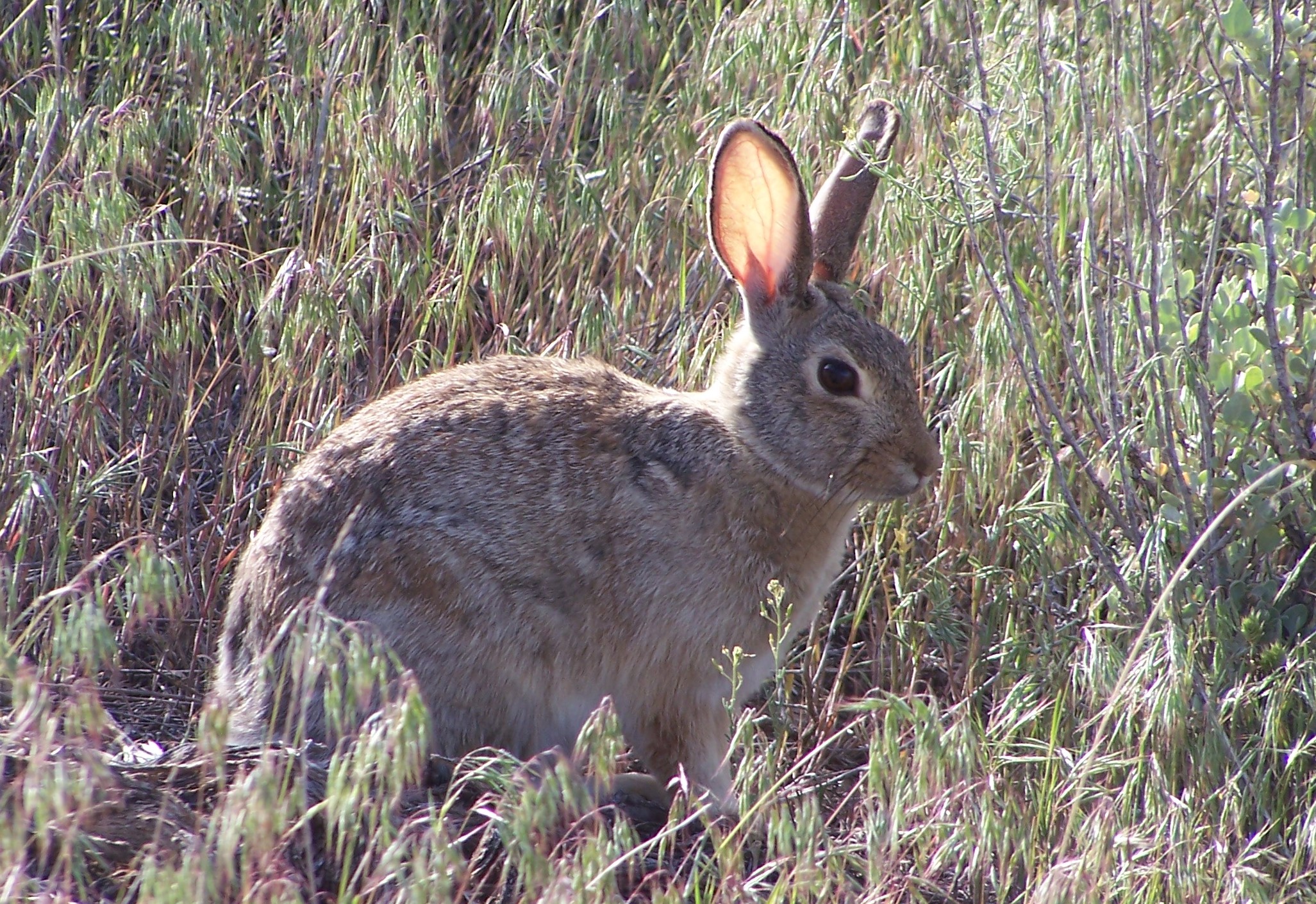 Nps Rabbit Mammals - Dinosaur National Monument (U.S. National Park Service)