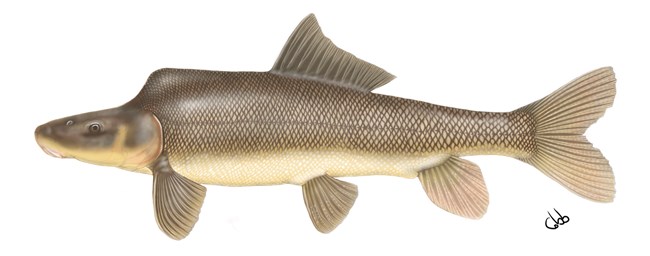 Fish - Dinosaur National Monument (. National Park Service) Fish - Dinosaur National Monument (. National Park Service)