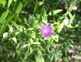 Russian knapweed