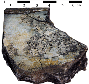 termite trace fossil
