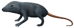 Artist rendition of a triconolestes