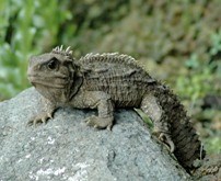 Tuatara