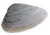 vetulonaia