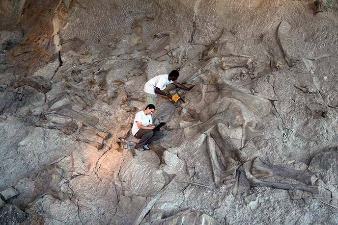 Standing in the middle of a dinosaur bone log jam inside the Quarry Exhibit Hall, paleontology interns Ben and Nicole collect data for the quarry mapping project at Dinosaur National Monument.
