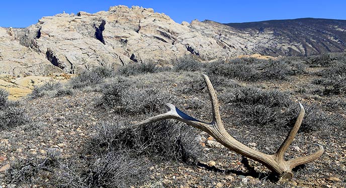 A shed elk antler rests in the desert shrubland of Dinosaur National Monument