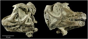 Right and left views of the spectacular complete skull of the new dinosaur found in Dinosaur National Monument