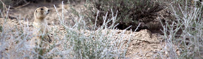 white tailed prairie dog