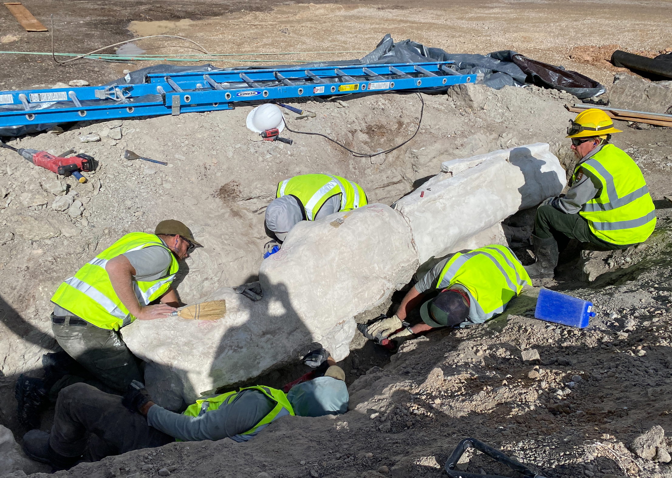 New Dinosaur Fossils Excavated at Dinosaur National Monument - Dinosaur National Monument (U.S. National Park Service)