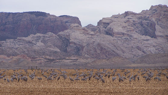 Sandhill cranes feed in a field with Split Mountain in the background