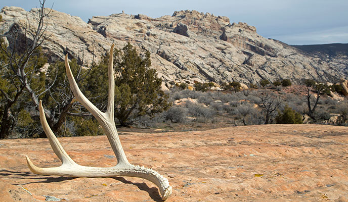 A shed mule deer antler rests in the shadow of Split Mountain.
