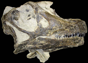 Sauropod skull Sauropod skull