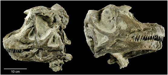 right and left views of the spectacular complete skull of the new dinosaur found in Dinosaur National Monument