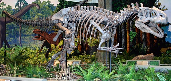 Allosaurus fragilis reconstruction at the Carnegie Museum is one of the most terrifying specimens of the Jurassic Hall