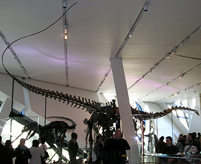 This is most complete real mounted Barosaurus skeleton in the world.