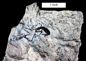 Rhadinosteus - small and delicate frog fossil