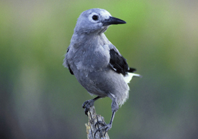 Clark's nutcracker