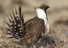 Greater sage grouse