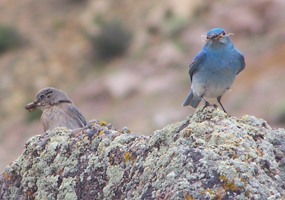 Mountain bluebird
