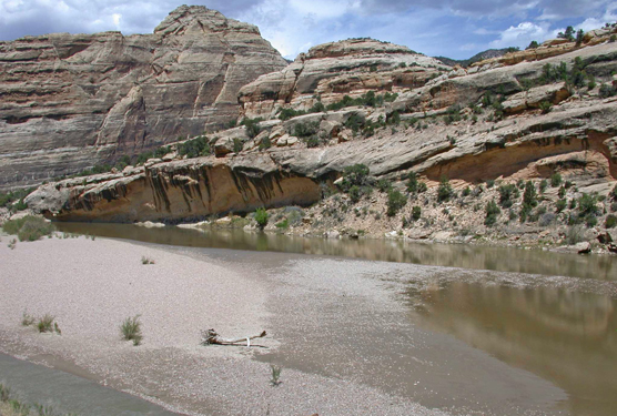 Razorback spawning bar on the Yampa River.
