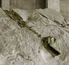 A Camarasaurus skull and neck vertebrae in the quarry.