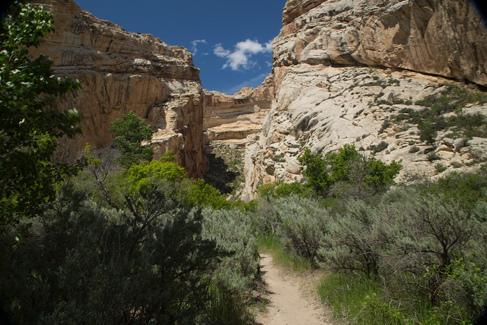 Towering cliffs with shrubs in foreground