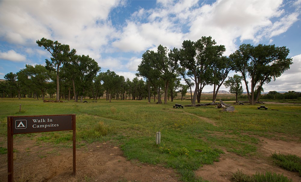 Campsites underneath cottonwood trees