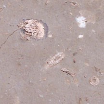 Brachiopod and crinoid fossils exposed in rock.