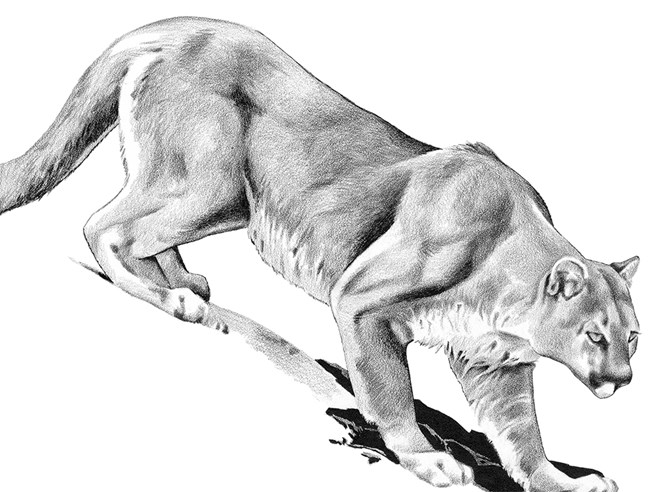 Black and white drawing of a mountain lion