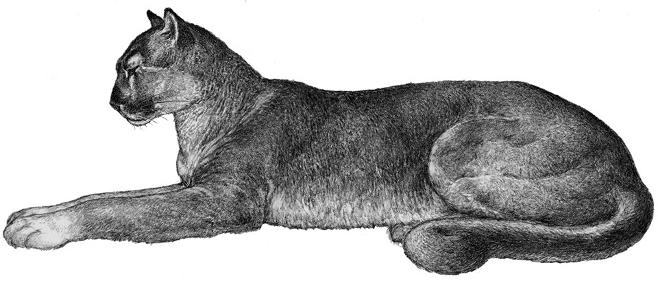 Black and white drawing of a mountain lion