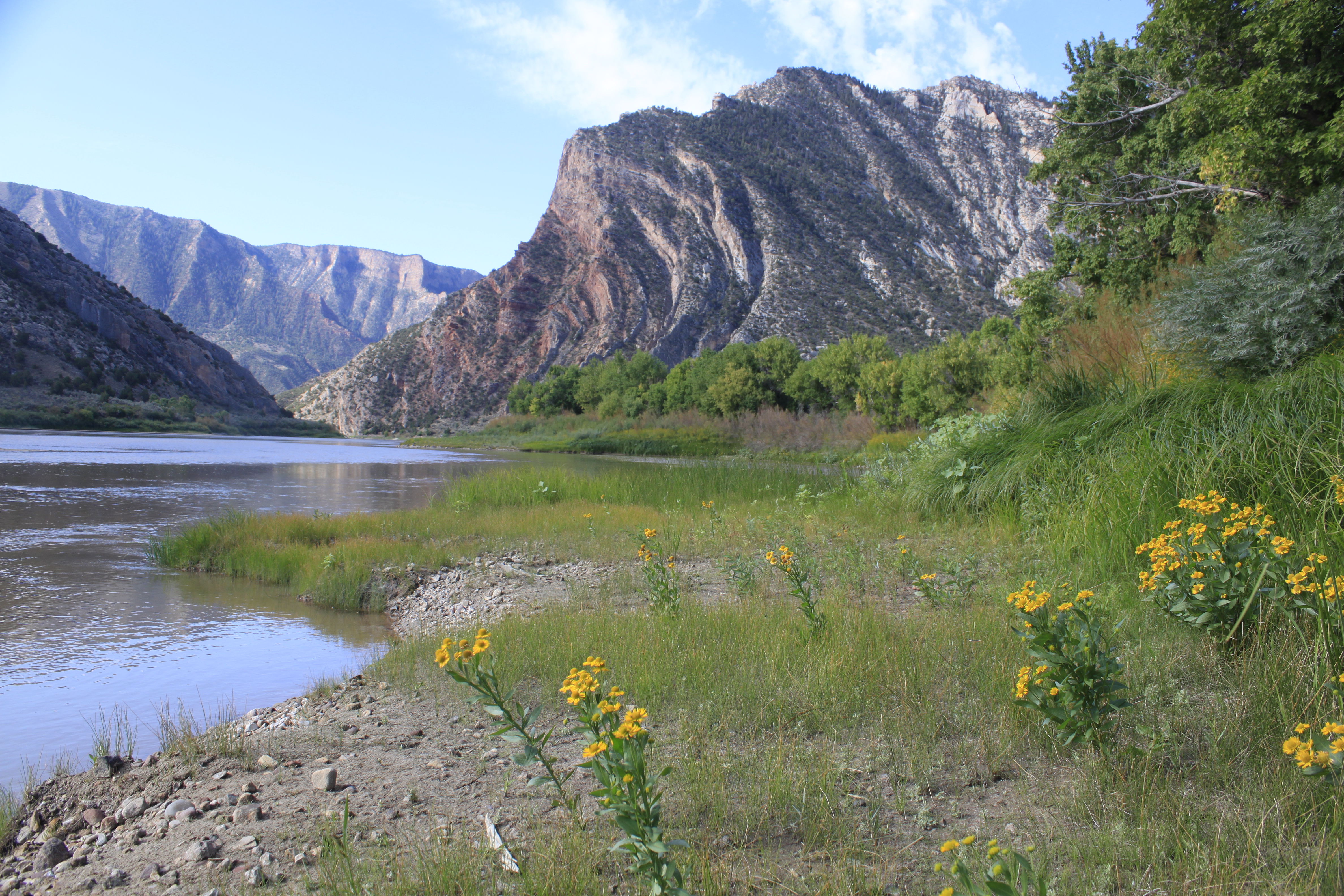The view is from the banks of the Green River at Rainbow Park Campground. The shoreline is dotted with yellow wildflowers. In the distance, Mitten Park Fault sweeps towards the water in a downward arch.