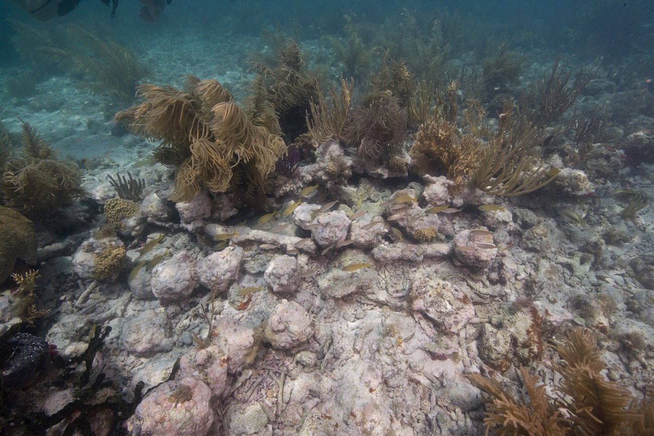 Image showing concreted cannonballs on the seafloor.