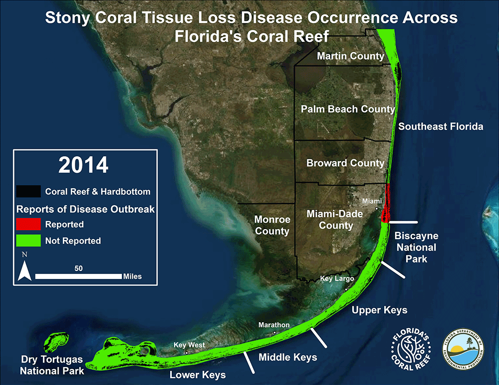 a map showing that stony coral tissue loss disease is found throughout Florida's Coral reef