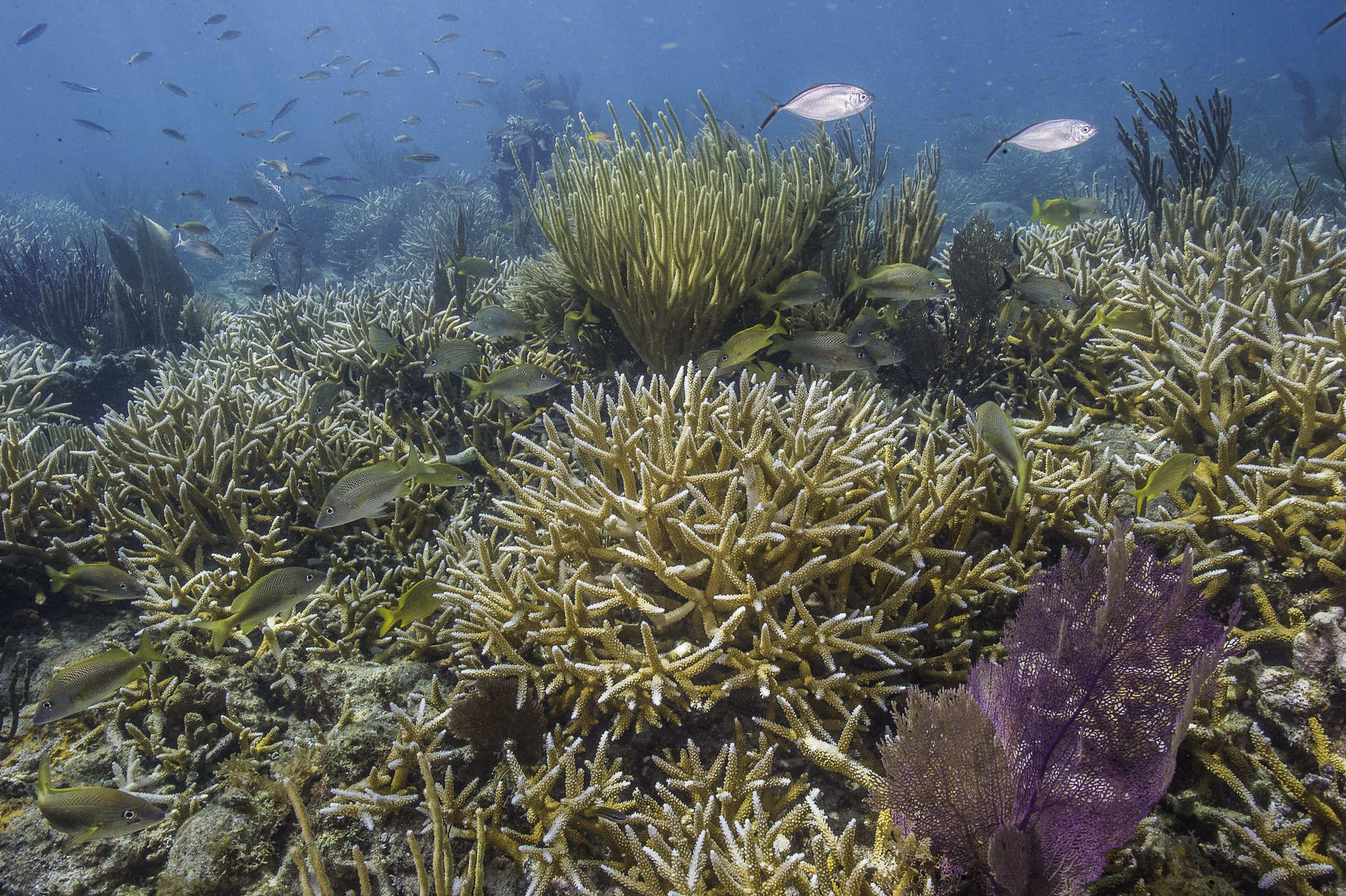 healthy coral reef surrounded by fish