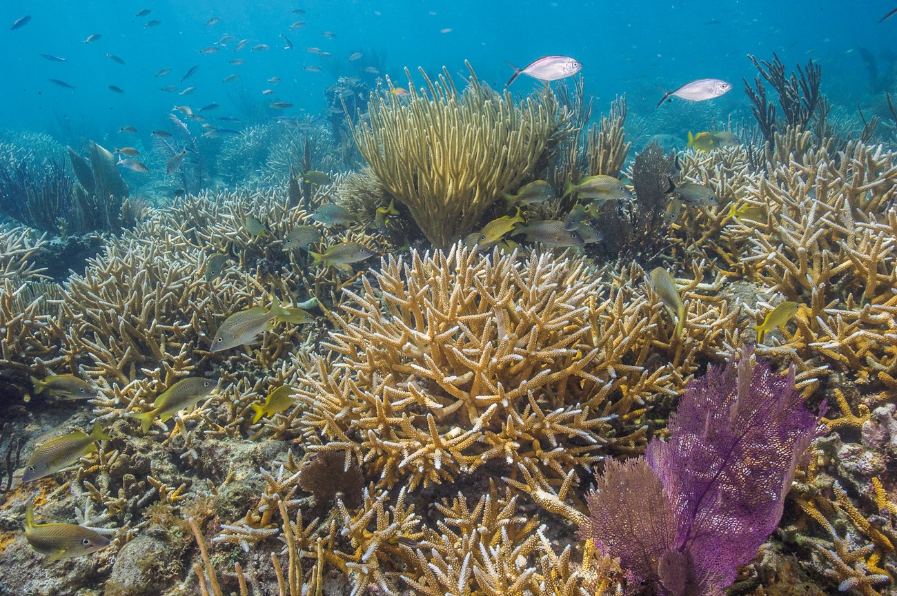 healthy coral reef surrounded by fish