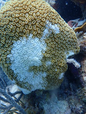 white splotch on diseased coral