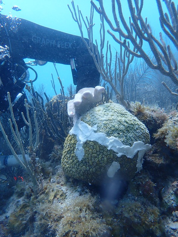 a person applies a white paste to a coral