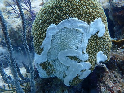 white splotches on a diseased coral