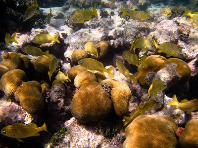 fish swim in a coral fish