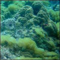 Algae growing on a coral reef