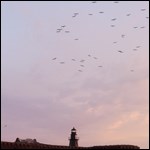 Birds flying over Fort Jefferson on Garden Key
