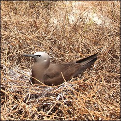 Brown Noddy nesting on Bush Key.