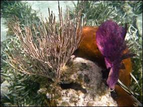 Seagrasses and coral beneath the surface of the sea