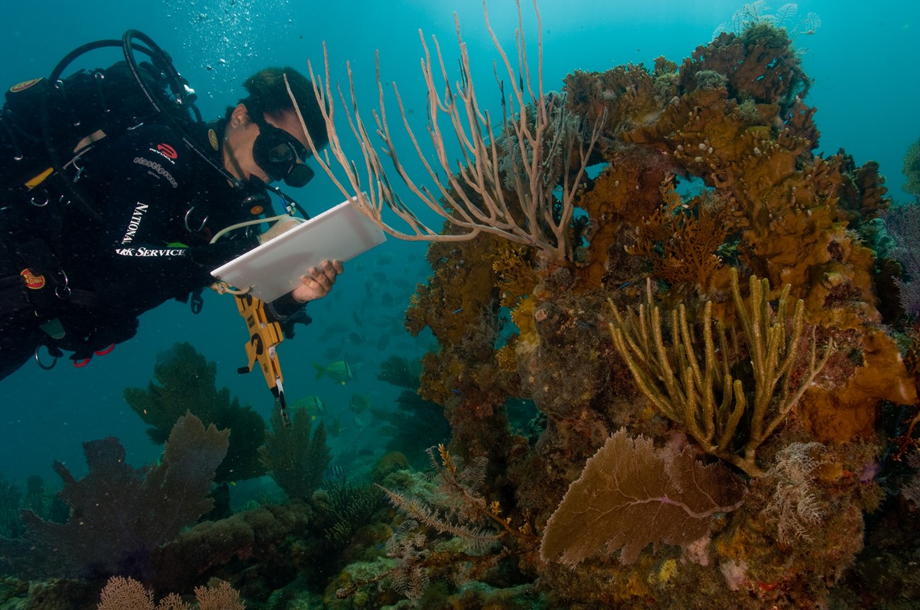 scientist underwater taking notes about coral