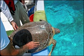 Sea turtle fitted with a satellite tag