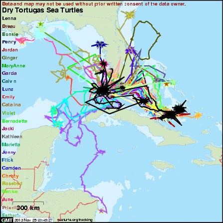Dry Tortugas Sea Turtles Satellite Tracking Project