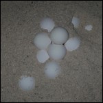 Sea turtle eggs
